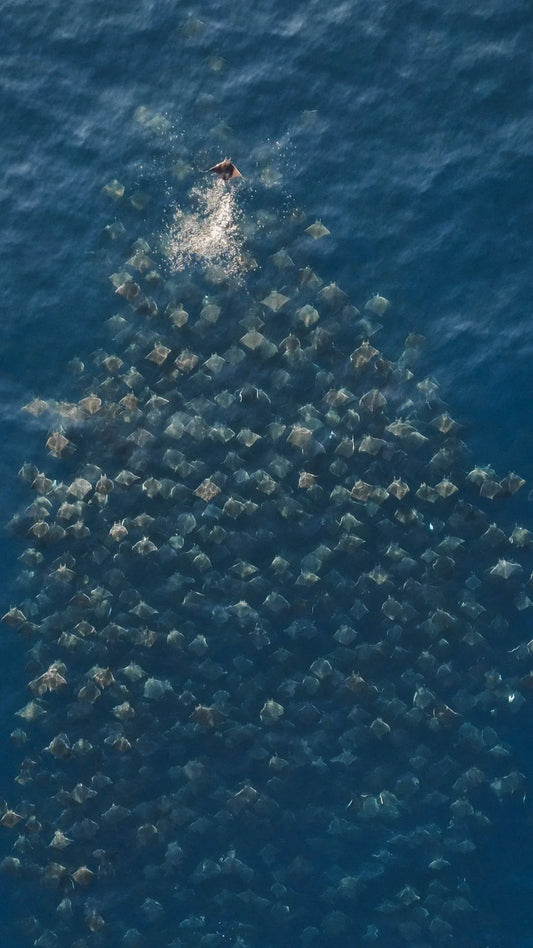 La Ventana Ocean Safari - Deposit -