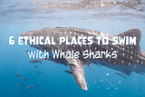 6 Ethical Places to Swim with Whale Sharks - Oceza