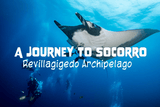 A Journey to Socorro: Revillagigedo Archipelago - Salinity Swimwear