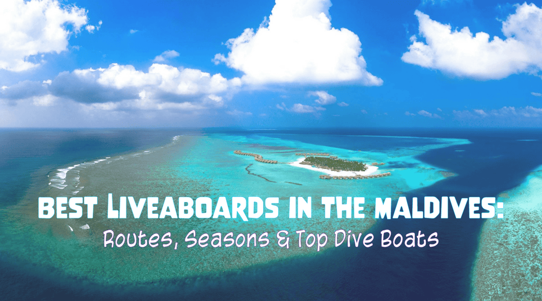 Best Liveaboards in the Maldives: Routes, Seasons & Top Dive Boats - Oceza