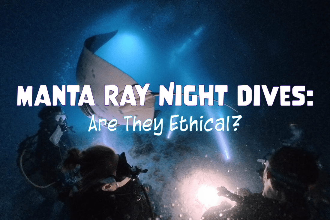 Manta Ray Night Dives: Are They Ethical? - Salinity Swimwear