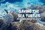 Saving the Sea Turtles: What You Need to Know - Oceza