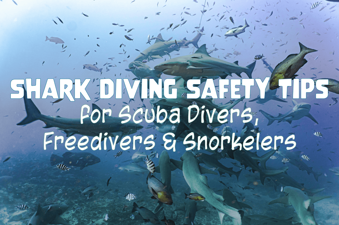 Shark Diving Safety Tips for Scuba Divers, Freedivers & Snorkelers - Salinity Swimwear
