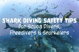 Shark Diving Safety Tips for Scuba Divers, Freedivers & Snorkelers - Salinity Swimwear