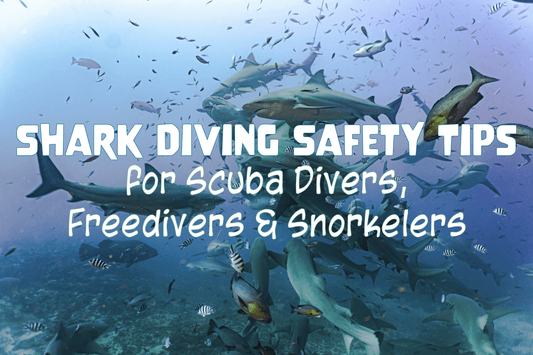 Shark Diving Safety Tips for Scuba Divers, Freedivers & Snorkelers - Salinity Swimwear
