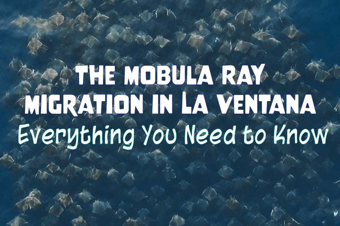 The Mobula Ray Migration in La Ventana: Everything You Need to Know - Salinity Swimwear