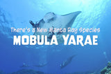 There’s a New Manta Ray Species: Mobula Yarae - Oceza
