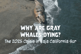 Why Are Gray Whales Dying? The 2025 Crisis in Baja California Sur - Oceza