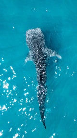 Whale shark swimming in clear blue water