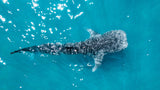 Whale shark swimming in clear blue water