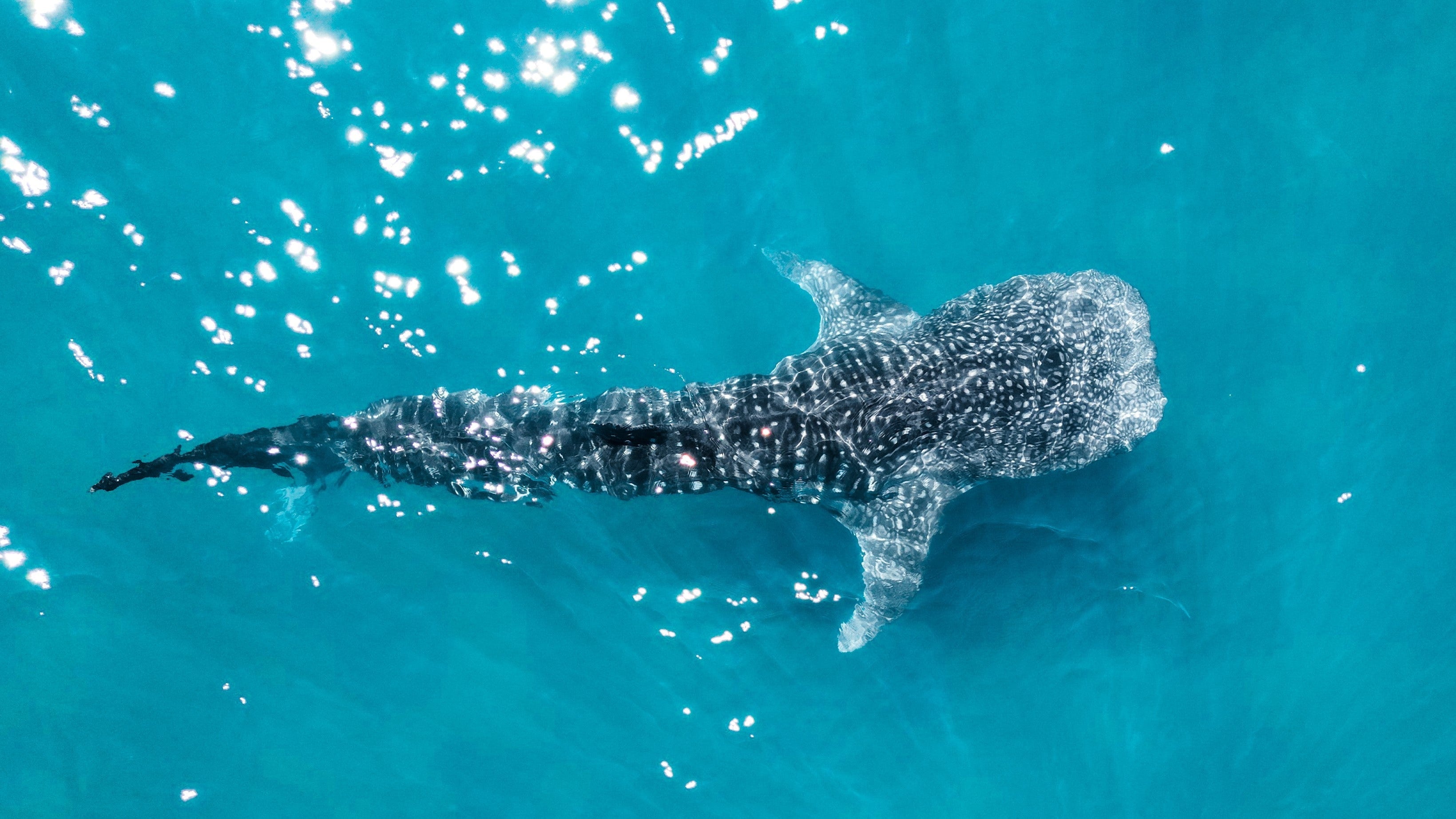 Whale shark swimming in clear blue water