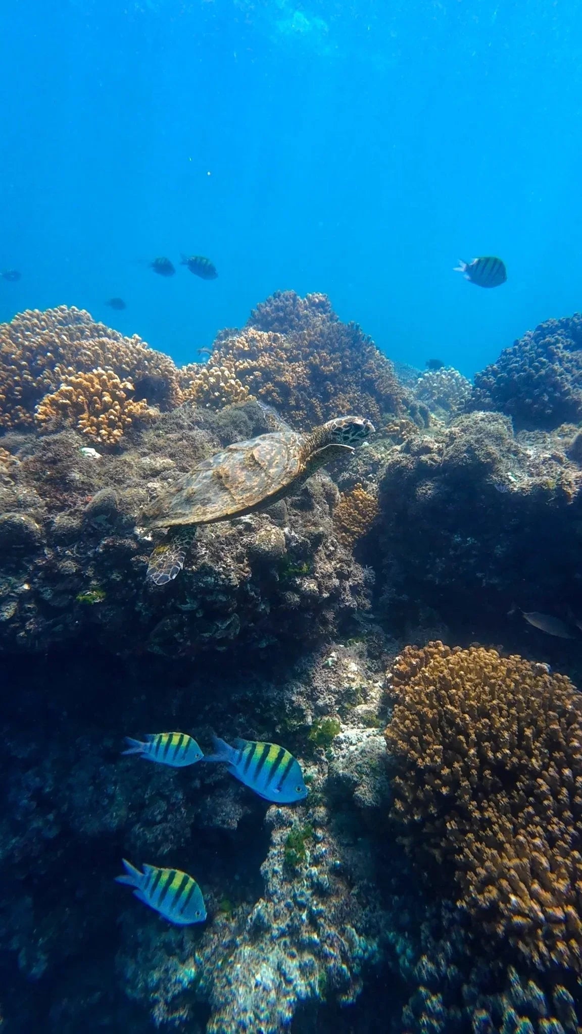 La Ventana Ocean Safari - Deposit - 