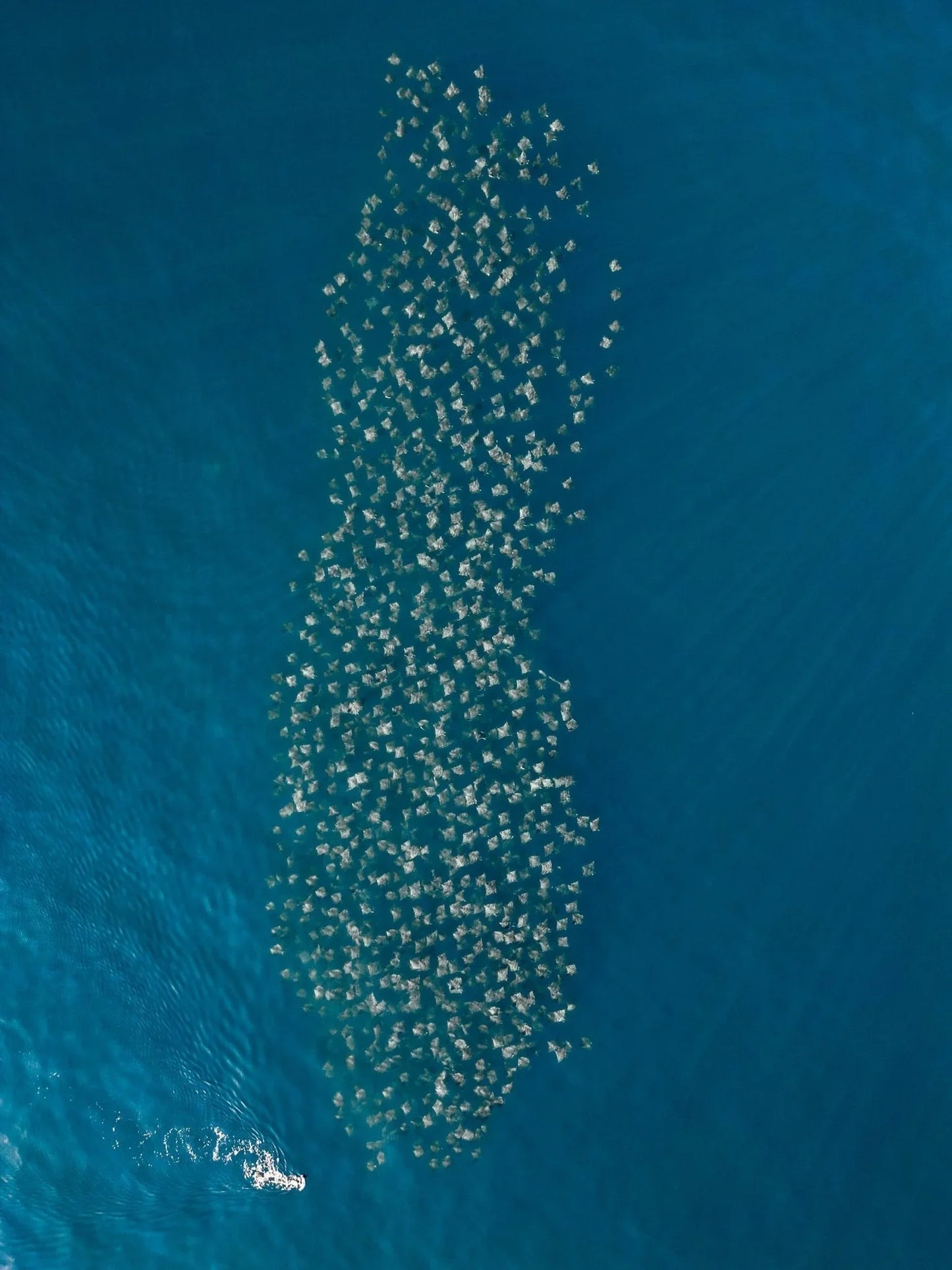 La Ventana Ocean Safari - Deposit - 