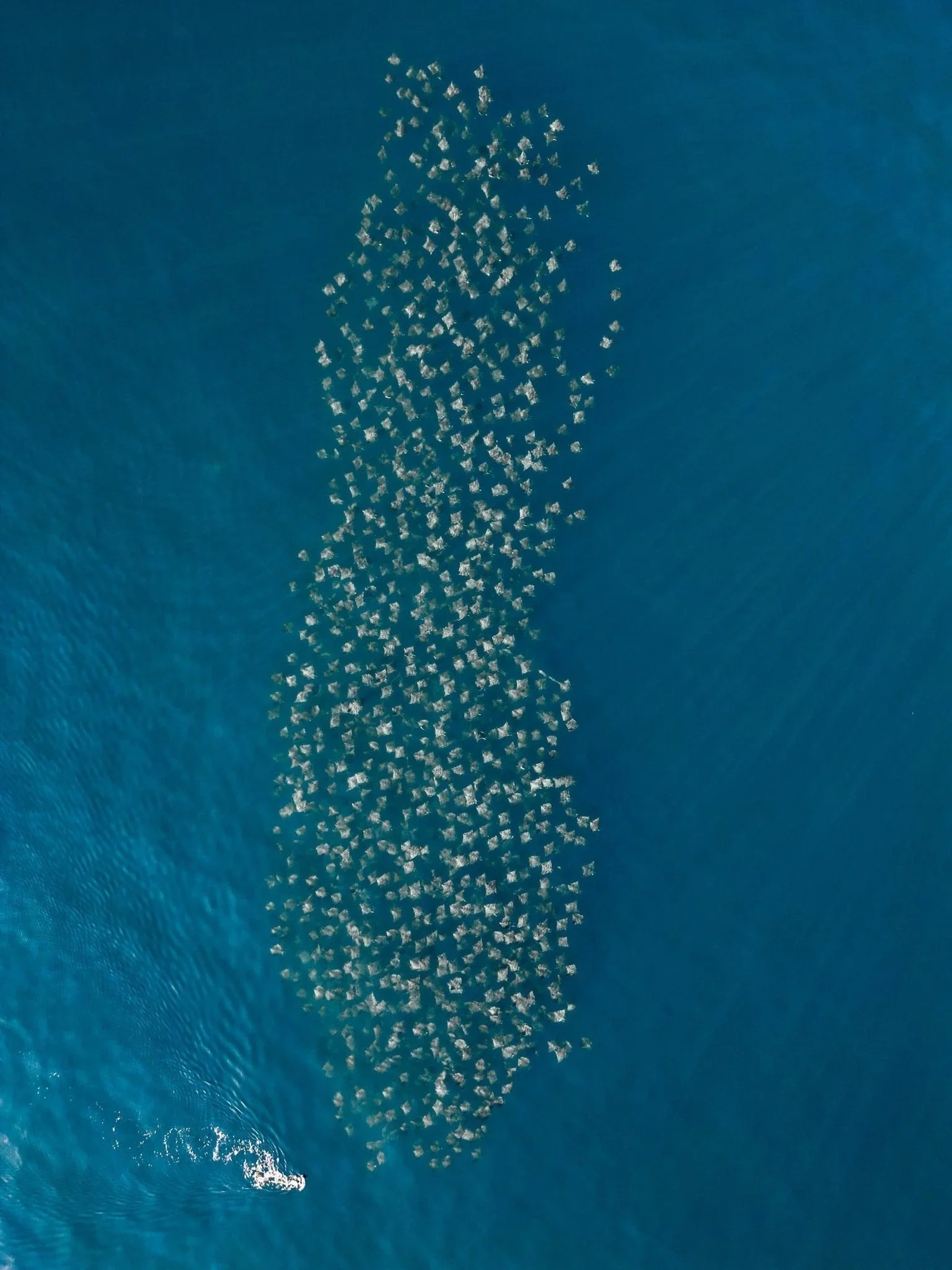 La Ventana Ocean Safari - Deposit - 