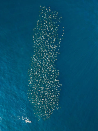 La Ventana Ocean Safari - Deposit - 