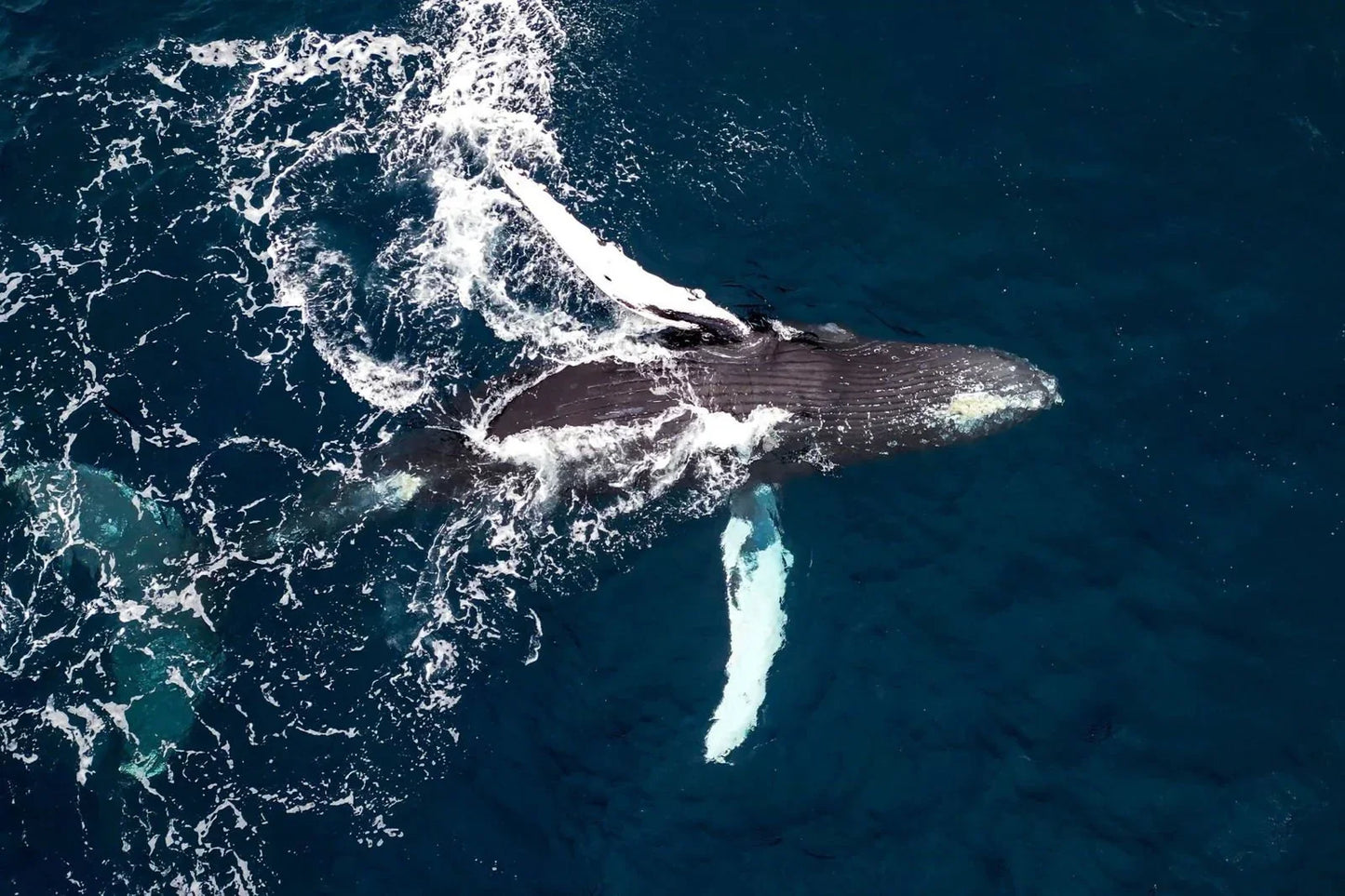 La Ventana Ocean Safari - Deposit - 