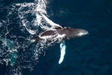La Ventana Ocean Safari - Deposit -  - ["tour"]
