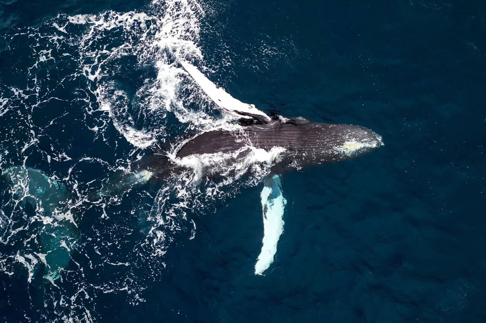 La Ventana Ocean Safari - Deposit - 