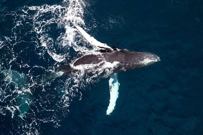 La Ventana Ocean Safari - Deposit - 