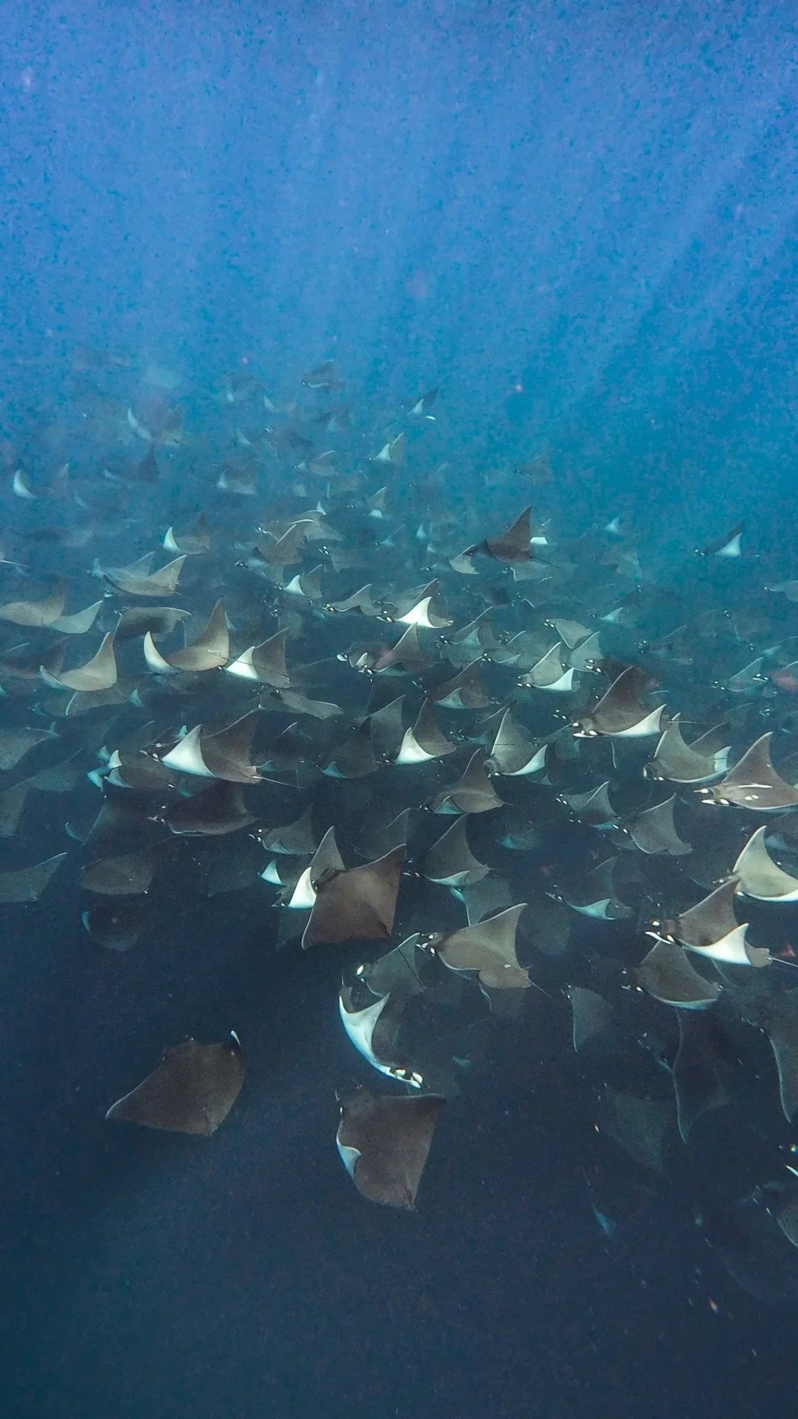 La Ventana Ocean Safari - Deposit - 